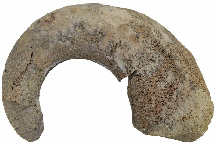Ordovician Septate Gastropod (Ecculiomphalus) Fossil - Wisconsin #216422